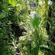 Royal Flora Ratchaphruek 2006